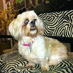 Meet your Posher, Priscilla